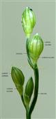  Spikelet pairs
